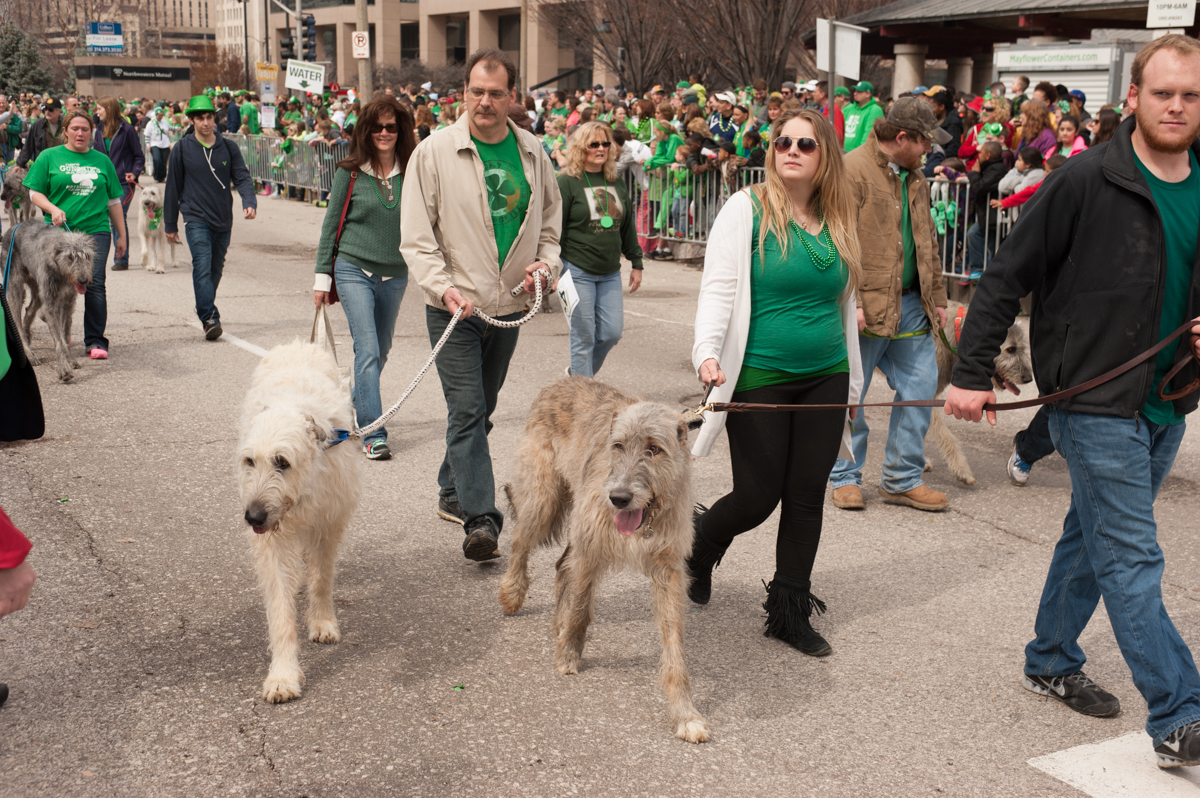 Irish Wolfhounds