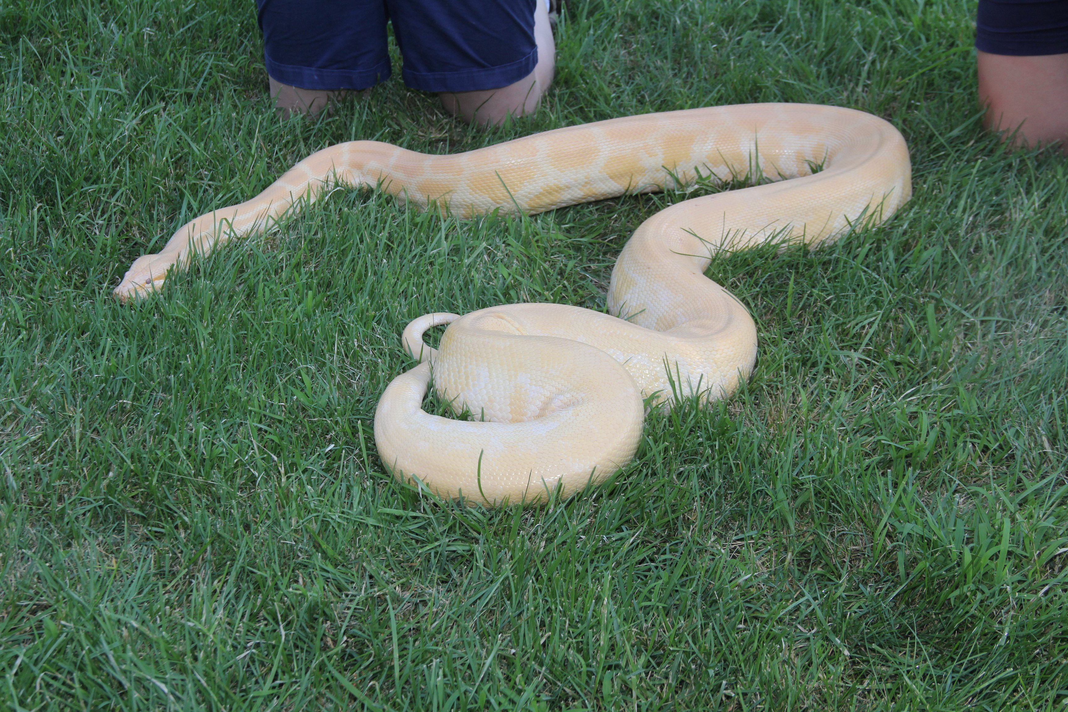 albino burmese python stuffed animal